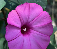 Stictocardia discolor, corolla stamens and pistil, Natarbora, Timor-Leste
