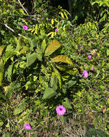 Stictocardia discolor creeping on herbaceous and shrubby plants at forest edge, Natarbora, Timor-Leste