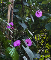 Stictocardia discolor flowering at forest edge, Natarbora, Timor-Leste