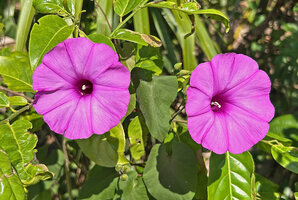 Stictocardia discolor, flowers at anthsis, Natarbora, Timor-Leste