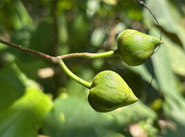 Stictocardia discolor, maturing fruits totally covered with accrescent sepals, Natarbora, Timor-Leste