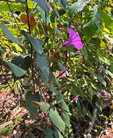 Stictocardia discolor, reddish abaxial leaf surface, flower at anthesis, flower buds and maturing fruits, Natarbora, Timor-Leste