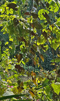 Stictocardia discolor, reddish abaxial surface of the leaves hence the species name, Natarbora, Timor-Leste