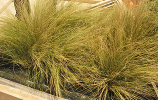 Stipagrostis plumosa, KAFD Conference Center, Riyadh, Saudi Arabia