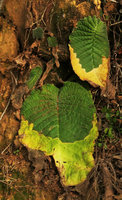 Streptocarpus cf. goetzei, abscission layer concerning two phyllomorphs, Zomba, Malawi