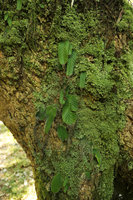 Streptocarpus cf. goetzei, population among mosses with phyllomorph at different growth stages, Zomba, Malawi