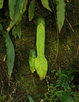 Streptocarpus cf. goetzei, the wide distal part of the partly withering phyllomorph was probably produced during a favorable period, Zomba, Malawi