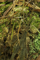 Streptocarpus cf. goetzei, twisted capsules and dry monocarpic phyllomorph having produced many inflorescences, Zomba, Malawi