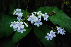 Streptocarpus cyaneus subsp. nigridens, flowers, Blyde River Canyon, Mpumalanga, South Africa