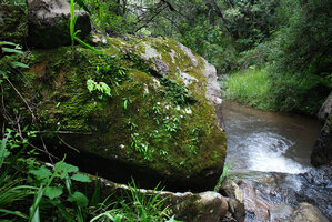 Streptocarpus gardenii and Begonia sutherlandii on mossy rock above forest stream, Monks Cowl, Drakensberg, South Africa