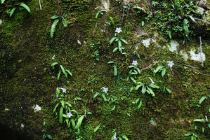 Streptocarpus gardenii flowering on mossy rock, Monks Cowl, Drakensberg, South Africa