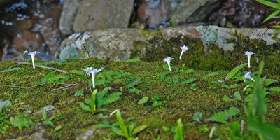 Streptocarpus gardenii, flowers with long curved flower tube, Monks Cowl, Drakensberg, South Africa