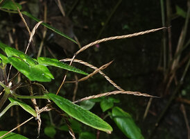 Streptocarpus glandulosissimus, characteristic twisted capsular fruits, Amani, East Usambara, Tanzania