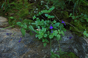 Streptocarpus glandulosissimus in a rock fissure, Amani, East Usambara, Tanzania