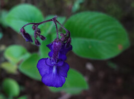 Streptocarpus glandulosissimus, inflorescence, way to Bondwa Peak, 1100 m asl, Uluguru Mts, Tanzania