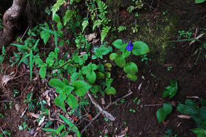 Streptocarpus glandulosissimus on its vertical mossy rock habitat in forest understory, way to Bondwa Peak, 1100 m asl, Uluguru Mts, Tanzania