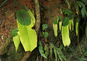 Streptocarpus goetzei, Malawi