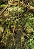 Streptocarpus goetzei, twisted capsules allowing wind and rain dispersal of the tiny seeds Zomba, Malawi