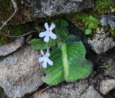 Streptocarpus pentherianus, flowers, Isandlwana, Kwazulu Natal, South Africa
