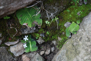 Streptocarpus pentherianus under protecting rocks, Isandlwana, Kwazulu Natal, South Africa