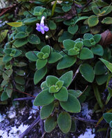Streptocarpus saxorum, hairy succulent leaves and flower, way to Bondwa Peak, 800 m asl, Uluguru Mts, Tanzania