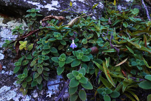 Streptocarpus saxorum on its exposed rock habitat, way to Bondwa Peak, 800 m asl, Uluguru Mts, Tanzania