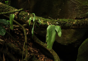 Streptocarpus (syn. Acanthonema) strigosus, low epiphyte, Campo Ma&#039;an NP, Cameroon