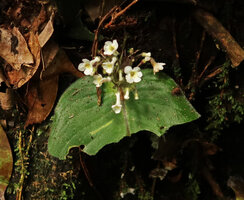 Streptocarpus (syn. Acanthonema) strigosus, white flowered form, Campo Ma&#039;an NP, Cameroon