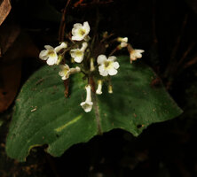 Streptocarpus (syn. Acanthonema) strigosus, white flowered form with long tube largely inflated at the base, Campo Ma&#039;an NP, Cameroon