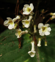 Streptocarpus (syn. Acanthonema) strigosus, white flowered form with yellow throat and long tube largely inflated at the base, Campo Ma&#039;an NP, Cameroon