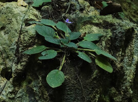Streptocarpus (syn. Saintpaulia) ionanthus, a flowering individual, Amboni caves, Tanga, Tanzania