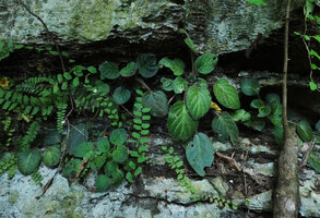 Streptocarpus (syn. Saintpaulia) ionanthus and Adiantum incisum in cracks along vertical karst, Amboni caves, Tanga, Tanzania