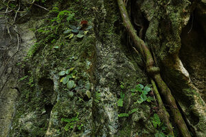 Streptocarpus (syn. Saintpaulia) ionanthus, brown anthocyanic and plain green leaved forms, Amboni caves, Tanga, Tanzania