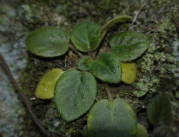 Streptocarpus (syn. Saintpaulia) ionanthus, dark green chlorophyll concentration as spots at the base of each transparent hair probably acting like optic fiber, Amboni caves, Tanga, Tanzania