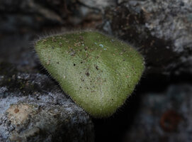 Streptocarpus (syn. Saintpaulia) ionanthus, leaf surface covered with long and short hairs, characteristic of var. diplotrichus, these transparent hairs probably acting like optic fiber, shiny epidermal cells filled with air, Amboni caves, Tanga, Tanzania