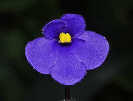 Streptocarpus (syn. Saintpaulia) ionanthus, flower at anthesis, Amboni caves, Tanga, Tanzania