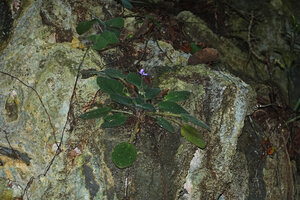 Streptocarpus (syn. Saintpaulia) ionanthus, flowering individual on vertical karst, Amboni caves, Tanga, Tanzania