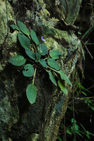 Streptocarpus (syn. Saintpaulia) ionanthus, flowering individual with maturing capsular fruits on vertical karst, Amboni caves, Tanga, Tanzania