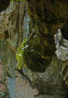 Streptocarpus (syn. Saintpaulia) ionanthus, green leaved form, at the base of a stalactite, Amboni caves, Tanga, Tanzania