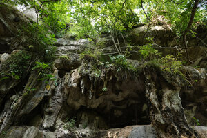 Streptocarpus (syn. Saintpaulia) ionanthus habitat, on the vertical karst around the entrance of Amboni caves, Tanga, Tanzania