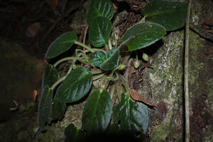 Streptocarpus (syn. Saintpaulia) ionanthus, individual with maturing subspherical capsular fruits, Amboni caves, Tanga, Tanzania