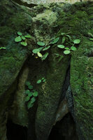 Streptocarpus (syn. Saintpaulia) ionanthus on stalactites covered by algae and mosses, Amboni caves, Tanga, Tanzania