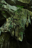 Streptocarpus (syn. Saintpaulia) ionanthus on vertical mossy karst, Amboni caves, Tanga, Tanzania
