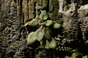 Streptocarpus (syn. Saintpaulia) ionanthus, plain green leaved form, Amboni caves, Tanga, Tanzania