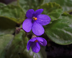 Streptocarpus (syn. Saintpaulia) ionanthus subsp. grotei, a bright purple flower form, Emau Hill, Amani, East Usambara, Tanzania