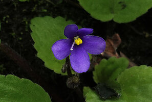 Streptocarpus (syn. Saintpaulia) ionanthus subsp. grotei, a dark purple flower form, Emau Hill, Amani, East Usambara, Tanzania