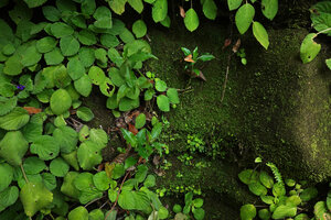Streptocarpus (syn. Saintpaulia) ionanthus subsp. grotei, adult individuals on the left and seedlings on the right, probably due to a small landslide about one year ago, Emau Hill, Amani, East Usambara, Tanzania
