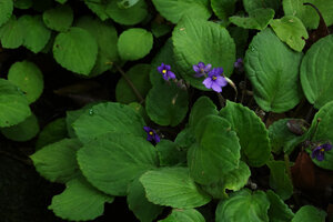 Streptocarpus (syn. Saintpaulia) ionanthus subsp. grotei, a flowering individual, hydathodes excreting water from the blade margin teeth, Emau Hill, Amani, East Usambara, Tanzania