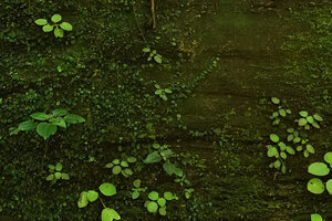 Streptocarpus (syn. Saintpaulia) ionanthus subsp. grotei and Calvoa orientalis seedlings among algae, mosses and the filmy fern Didymoglossum erosum on a vertical cliff, Emau Hill, Amani, East Usambara, Tanzania