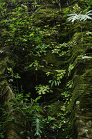 Streptocarpus (syn. Saintpaulia) ionanthus subsp. grotei and ferns on mossy vertical rock face, Emau Hill, Amani, East Usambara, Tanzania